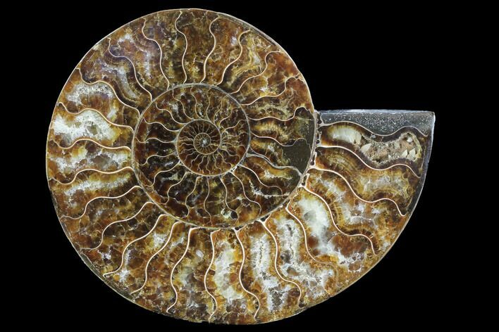 Agatized Ammonite Fossil (Half) - Agatized #91173